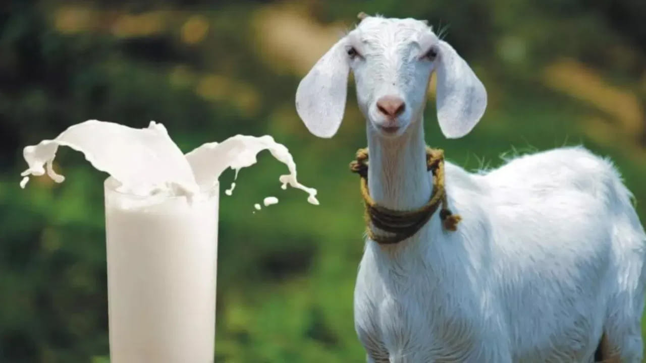 రోగనిరోధక శక్తిని పెంచుతుంది: మేక పాలలో శరీరానికి కావాల్సిన  జింక్, విటమిన్లు ఎ, సి ఉన్నాయి. ఇవి శరీర ఇమ్యూనిటీ పవర్ ను పెంచుతుంది. నీరసం, అలసట ఉన్న వారు వీటిని తాగితే సెట్ అవుతుంది. 
