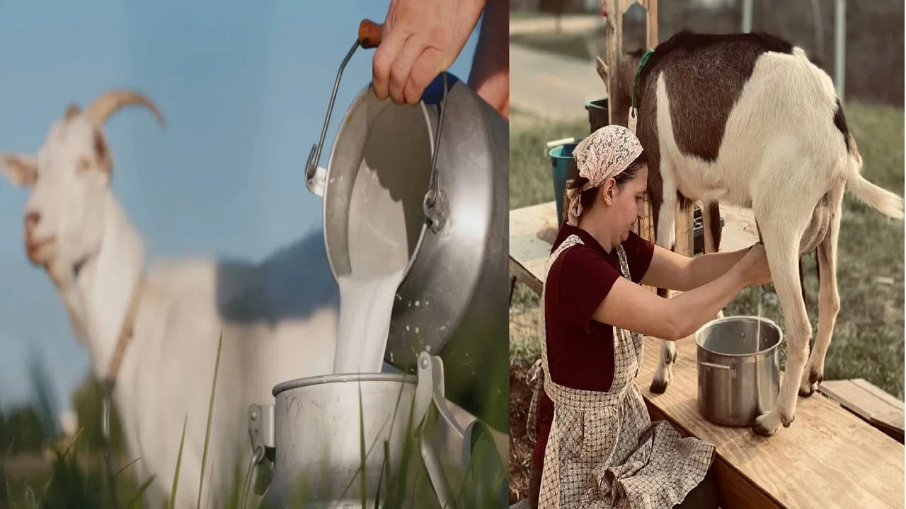 (NOTE: ఇందులోని అంశాలు కేవలం అవగాహన కోసం మాత్రమే. నిపుణులు అందించిన సమాచారం ప్రకారం ఇక్కడ తెలియజేయడమైనది. ఆరోగ్యరీత్యా ఎలాంటి సమస్యలు ఉన్నానేరుగా వైద్య నిపుణులను సంప్రదించడం మంచిది)