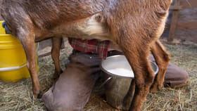 మేక పాలు దూరం పెడుతున్నారా..? అమృతం.. ఈ నిజాలు తెలిస్తే