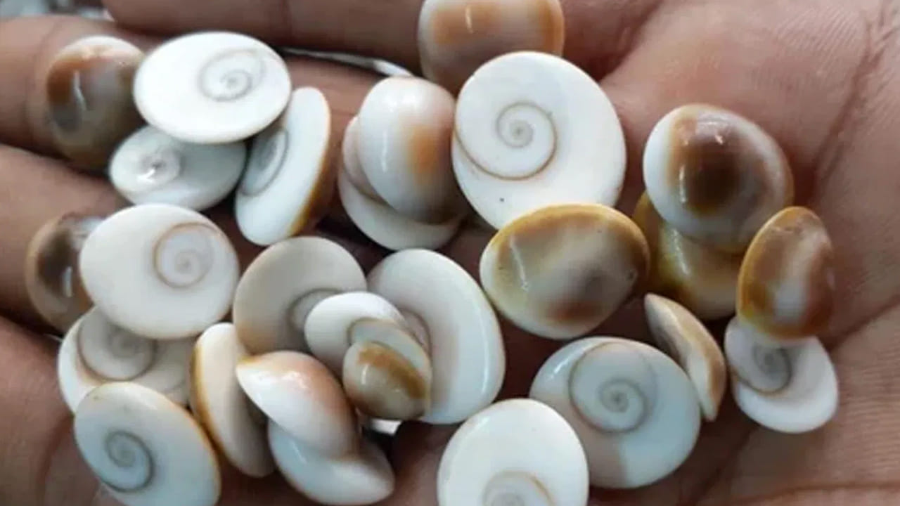 కౌరీలు, గోమతి చక్రాలు: సముద్రం నుండి ఉద్భవించిన కౌరీలు (చిన్న గవ్వలు), గోమతి చక్రాలను కొనుగోలు చేసి మహాలక్ష్మి పూజలో ఉంచడం వల్ల ఆర్థిక ఇబ్బందులు తొలగిపోతాయి. ఈ గోమతి చక్రం సంపద , శ్రేయస్సుకి అధిదేవత న లక్ష్మీ దేవికి చిహ్నంగా భావిస్తారు. సంపద, శ్రేయస్సును ఆకర్షించడానికి ఉపయోగిస్తారు. ఇంట్లో సిరి సంపదల కోసం లక్ష్మీదేవికి సమర్పిస్తారు.