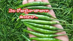 పచ్చిమిర్చి నెల రోజులైనా తాజాగా ఉండాలా?ఈ సింపుల్ చిట్కాలు మీకోసమే