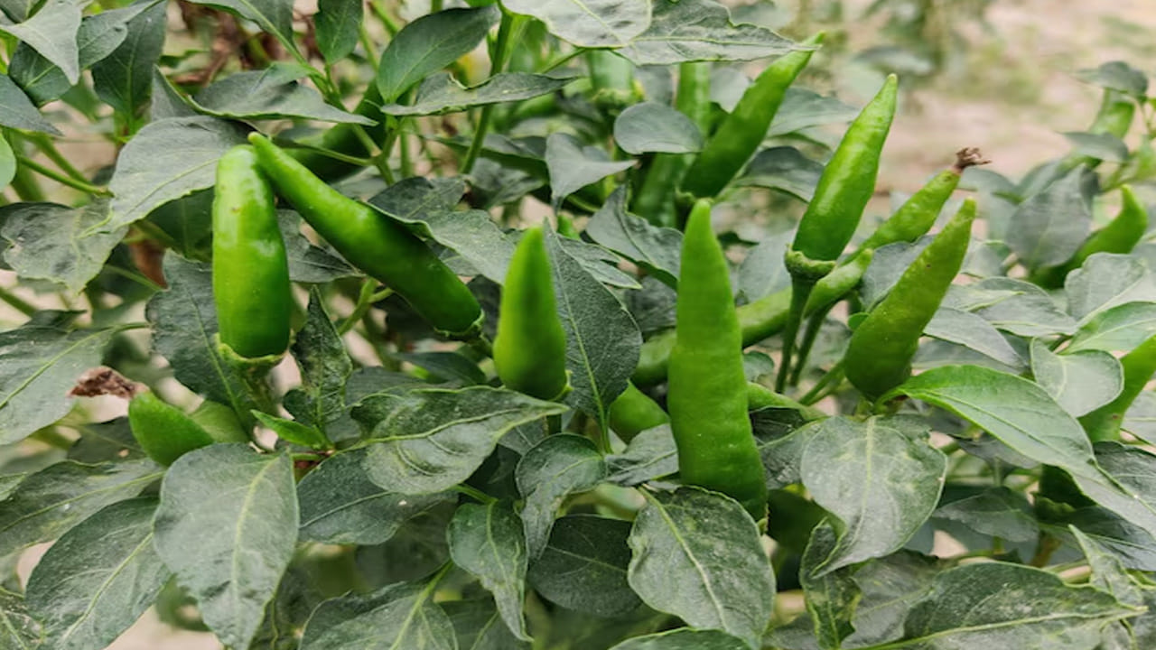 రోగనిరోధక శక్తి: ఇందులో ఉండే విటమిన్ సి శరీరానికి కావాల్సిన రోగనిరోధక శక్తిని అందిస్తుంది. ఇది జలుబు, దగ్గు వంటి సీజనల్ వ్యాధుల నుండి మనల్ని కాపాడుతుంది. జీర్ణక్రియను మెరుగుపరచడంలో, రోగనిరోధక శక్తిని పెంచడంలో ఇవి కీలక పాత్ర పోషిస్తాయి.