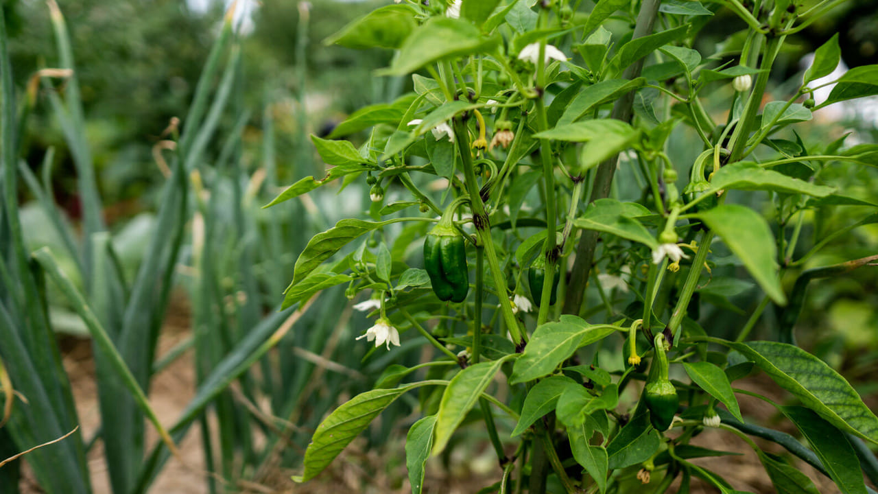 గుండె ఆరోగ్యానికి: గుండె ఆరోగ్యాన్ని కాపాడటానికి, రక్తపోటును నియంత్రించడానికి మిర్చి ఆకులు ఉపయోగపడతాయి. చర్మంపై వచ్చే ఇన్ఫెక్షన్లను తగ్గించడానికి, గాయాలను త్వరగా మాన్పడానికి కూడా వీటిని వాడవచ్చు. వీటిని కూరల్లో, సూప్‌లలో లేదా చట్నీల రూపంలో తీసుకోవడం వల్ల పూర్తి పోషకాలు లభిస్తాయి.