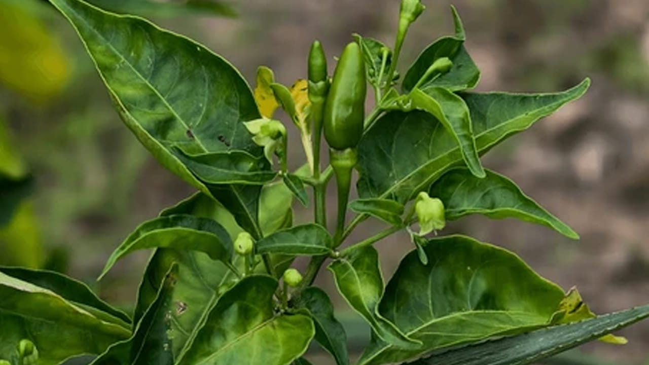 కంటి చూపు: విటమిన్ ఎ పుష్కలంగా ఉండటం వల్ల కంటి చూపు మెరుగుపడుతుంది. వయసు పెరగడం వల్ల వచ్చే కంటి సమస్యలను నివారించడంలో ఇది సహాయపడుతుంది.