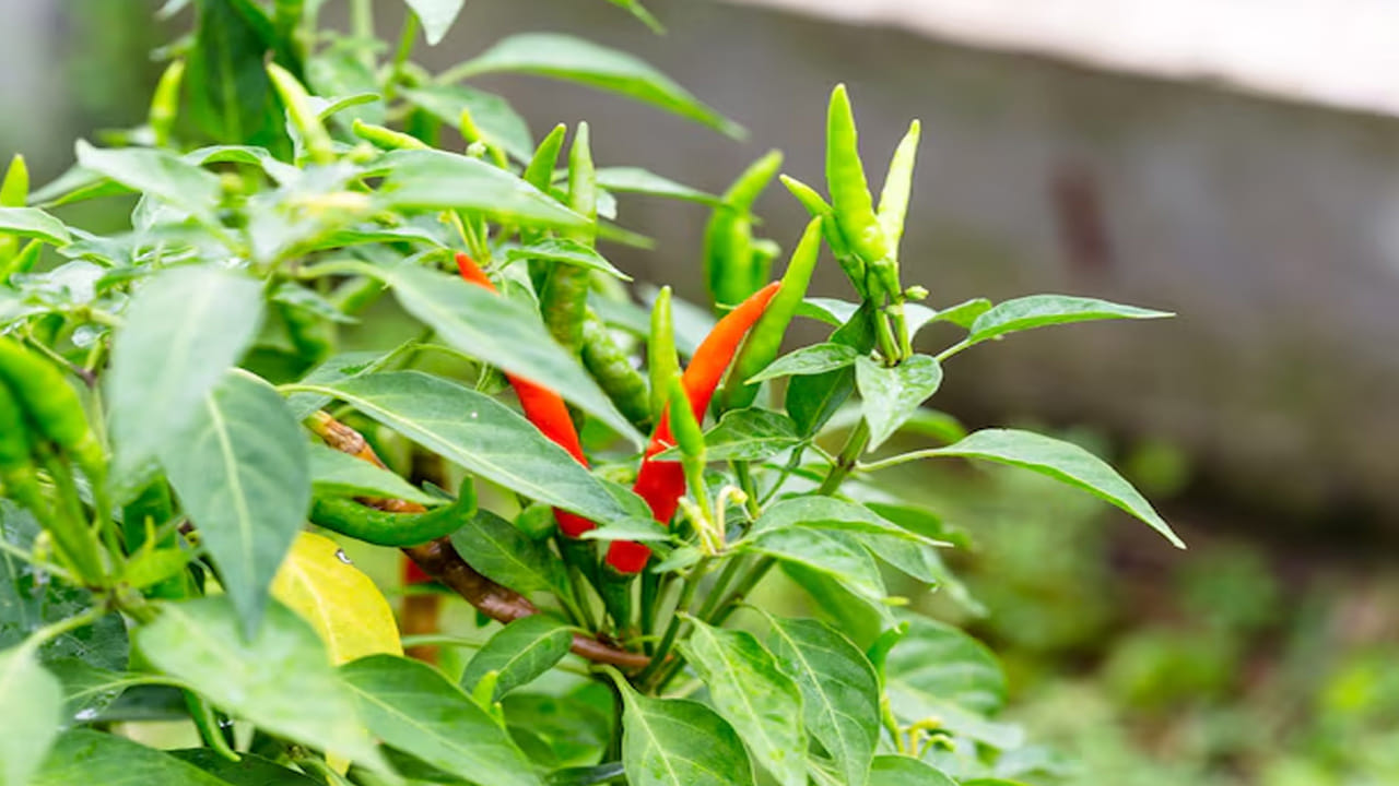 ఎలా ఉపయోగించాలి?: మిర్చి ఆకులను శుభ్రంగా కడిగి, ఇతర ఆకుకూరల లాగే పప్పులో లేదా వేపుడులో వేసుకోవచ్చు. వీటిని నీటిలో మరిగించి కషాయంలా కూడా తాగవచ్చు. అయితే, ఇవి కొంచెం వేడి చేసే గుణాన్ని కలిగి ఉంటాయి. కాబట్టి, తక్కువ మోతాదులో తీసుకోవడం మంచిది. మన పెరట్లోనే ఉండే ఇలాంటి సహజ సిద్ధమైన ఔషధాలను వాడటం వల్ల ఆరోగ్యం మెరుగుపడుతుంది. ఇకపై మిర్చి ఆకులను పారేయకుండా వాటిలోని పోషకాలను పొందండి.