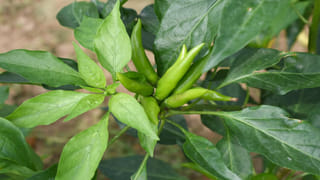 ఉల్లిపాయ రోటి పచ్చడి ఇలా నూరి తింటే.. టేస్ట్ డబుల్.. రెండు కంచాలు పక్కా