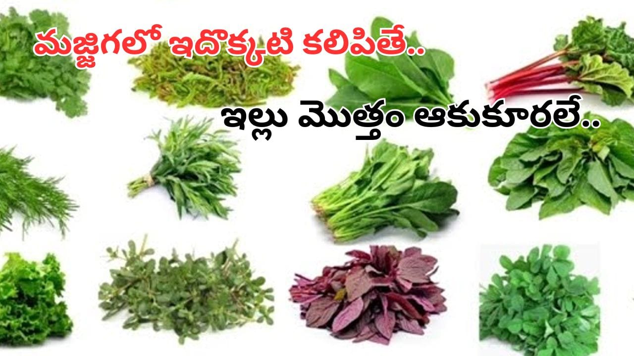 మజ్జిగలో ఇదొక్కటి కలిపితే.. ఇంట్లో ఆకు కూరలు వద్దన్నా గుబురు గుబురుగా పెరుగుతాయి