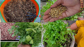 ఇలా చేస్తే కొత్తిమీర భలే పెరుగుతుంది..