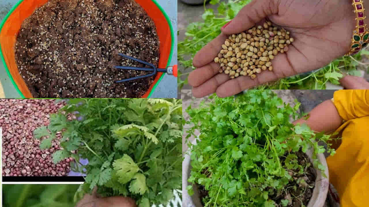 కొత్తిమీర ఇంటి వద్ద కట్టలు కట్టలుగా రావాలంటే ఇలా చేయండి..