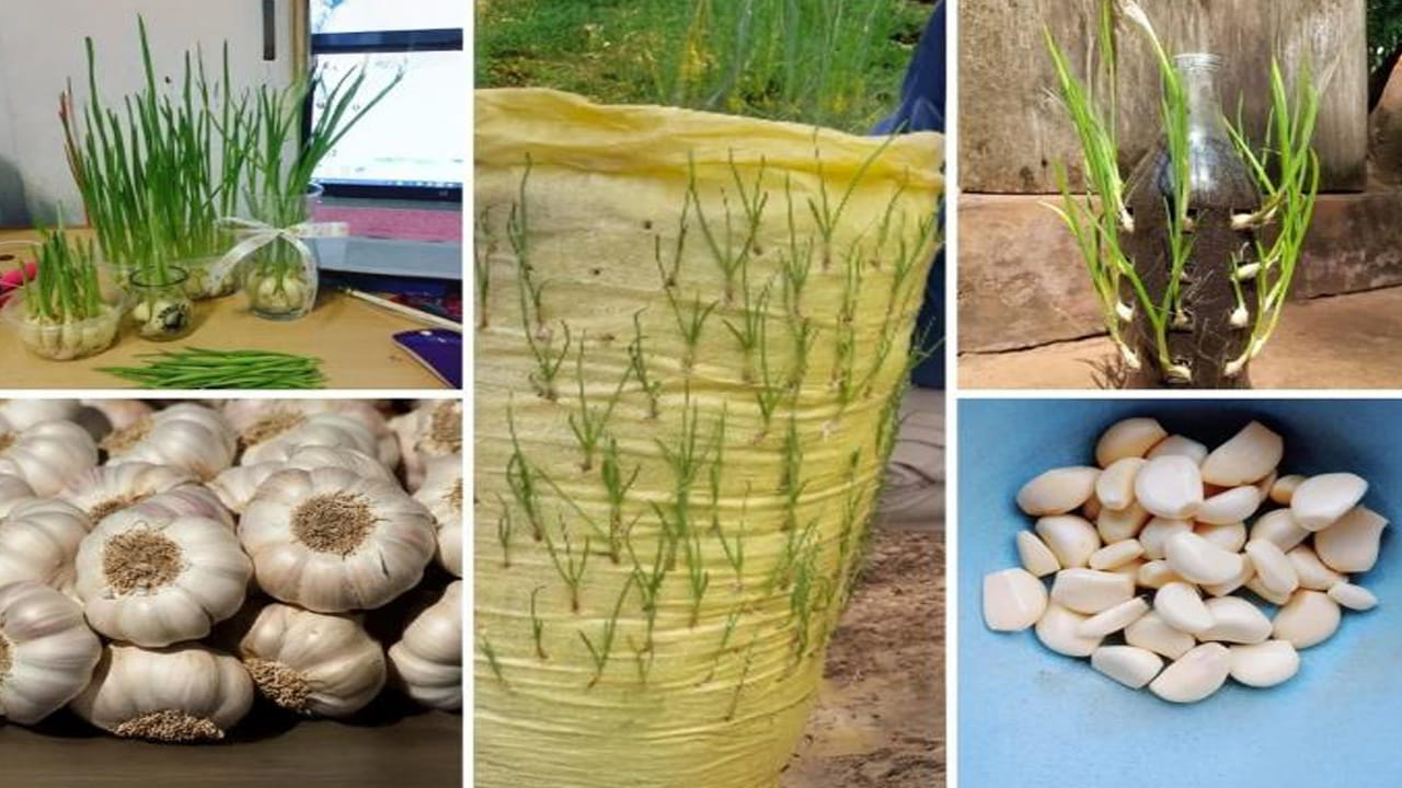 ఇప్పుడు బాటిల్‌లో మట్టి, కంపోస్ట్ మిశ్రమాన్ని బాటిల్‌లో నింపాలి. మట్టి మరీ గట్టిగా కాకుండా వదులుగా ఉండేలా చూసుకోవాలి. వెల్లుల్లి పాయ నుండి పెద్ద రెబ్బలను వేరు చేయాలి. రెబ్బ మొన (Pointed end) పైకి ఉండేలా చూస్తూ, 1-2 సెంటీమీటర్ల లోతులో మట్టిలో నాటాలి.