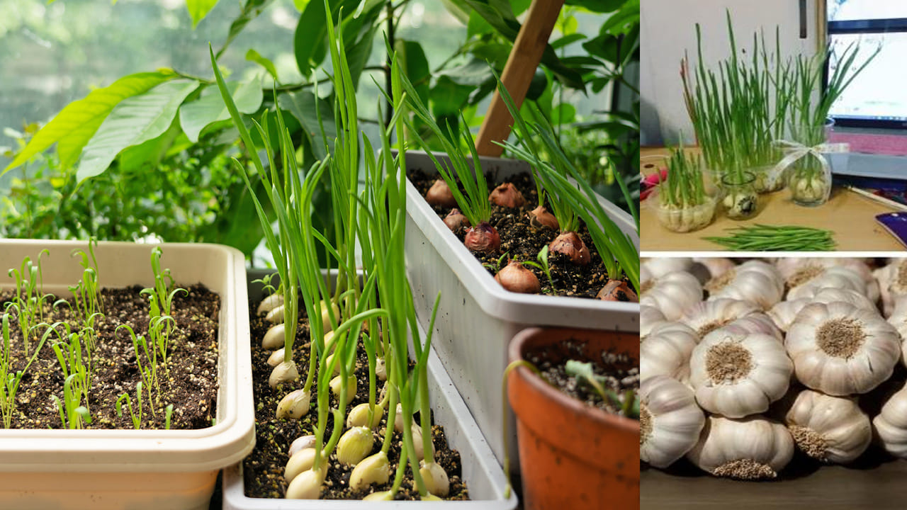 ఆకులు పసుపు రంగులోకి మారి ఎండిపోవడం ప్రారంభించినప్పుడు (సుమారు 4-5 నెలల తర్వాత), వెల్లుల్లి గడ్డలు సిద్ధమయ్యాయని అర్థం. అప్పుడు వాటిని జాగ్రత్తగా బయటకు తీసి నీడలో ఆరబెట్టుకోవాలి.
ఇలా రీసైక్లింగ్, గార్డెనింగ్ కలయికతో ప్లాస్టిక్ బాటిళ్లలో వెల్లుల్లి పెంచడం అనేది ఒక గొప్ప లైఫ్ హ్యాక్. ఇది మీ వంటగది అవసరాలను తీర్చడమే కాకుండా, పర్యావరణానికి మేలు చేస్తూ మీ ఇంట్లో పచ్చదనాన్ని కూడా నింపుతుంది.