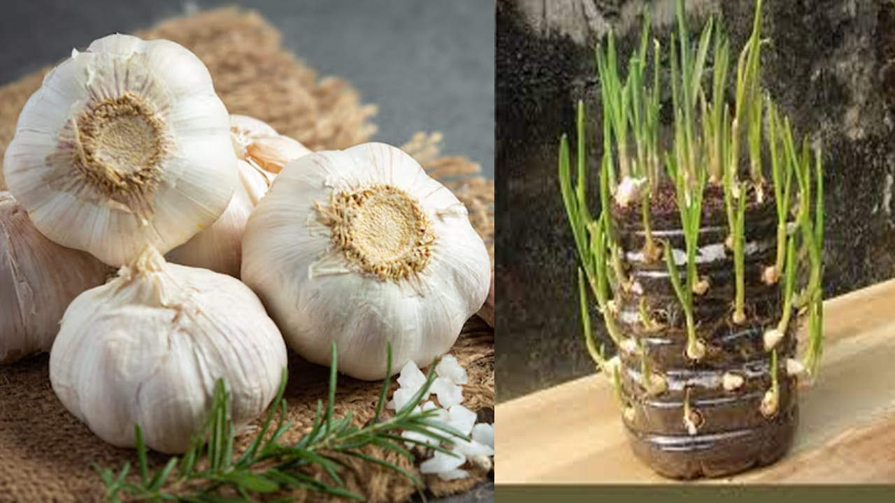 ఖాళీ ప్లాస్టిక్ బాటిళ్లు1 లేదా 2 లీటర్లవి తీసుకోవాలి. సారవంతమైన మట్టి, వర్మీ కంపోస్ట్ లేదా పశువుల ఎరువు అవసరం. పెద్ద పరిమాణంలో ఉన్న వెల్లుల్లి రెబ్బలు తీసుకోవాలి. ముందుగా ప్లాస్టిక్ బాటిల్‌ను శుభ్రం చేసి, దాని పైభాగం (మూత ఉండే వైపు) కత్తిరించాలి. బాటిల్ అడుగున, చుట్టూ చిన్న రంధ్రాలు చేయాలి. ఇది అదనపు నీరు బయటకు వెళ్లడానికి, వేర్లకు గాలి అందడానికి సహాయపడుతుంది.
