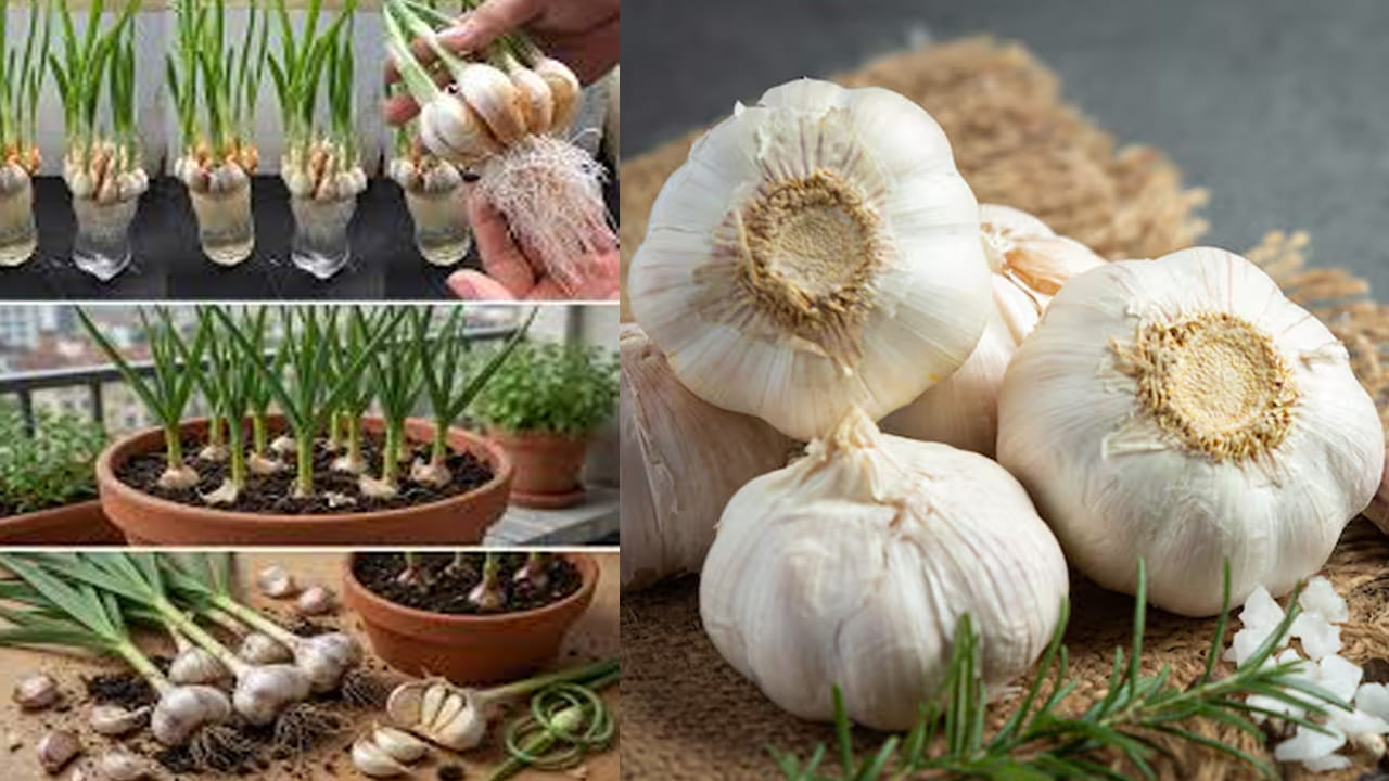 నాటిన తర్వాత కొద్దిగా నీటిని చిలకరించాలి. ఈ బాటిల్‌ను రోజుకు కనీసం 4-6 గంటల ఎండ తగిలే చోట (బాల్కనీ లేదా కిటికీ దగ్గర) ఉంచాలి. మట్టి ఎండిపోయినప్పుడు మాత్రమే నీరు పోయాలి. ఎక్కువ నీరు పోస్తే వెల్లుల్లి కుళ్ళిపోయే ప్రమాదం ఉంది.  నాటిన కొన్ని వారాల్లోనే ఆకులు పెరుగుతాయి. ఇవి 6 అంగుళాల పొడవు ఉన్నప్పుడు కోసి కూరలు, చట్నీల్లో వాడుకోవచ్చు. ఇవి ఆరోగ్యానికి చాలా మేలు చేస్తాయి.