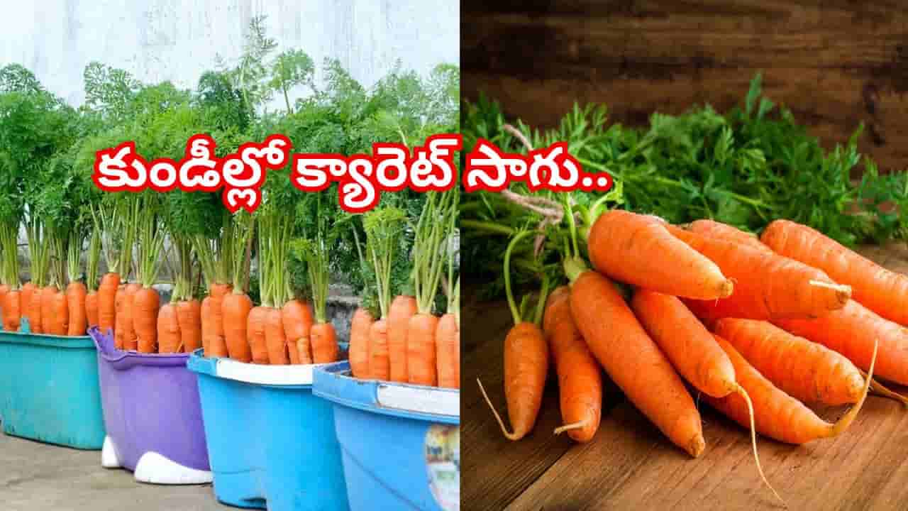 కుండీల్లోనే తియ్యని క్యారెట్లు! ఇలా సింపుల్ స్టెప్స్తో సాగు మొదలుపెట్టేయండి.. మీ ఇంట లాభాల పంటే!