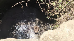 50 అడుగుల బావిలోంచి ఒకటే అరుపులు.. ఏంటా అని చూసిన రైతులు షాక్‌!