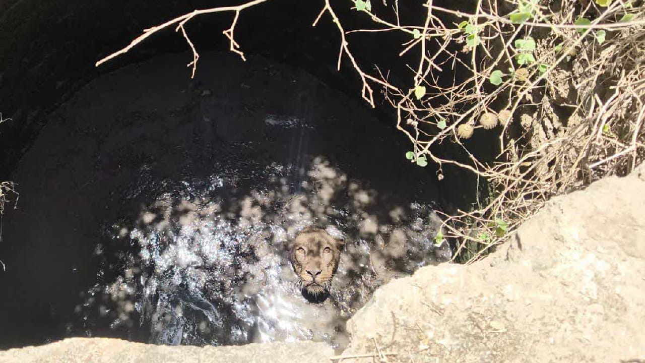 Viral Video: 50 అడుగుల బావిలోంచి ఒకటే అరుపులు.. ఏంటా అని చూసిన రైతులు షాక్.. బాబోయ్ అంటూ..