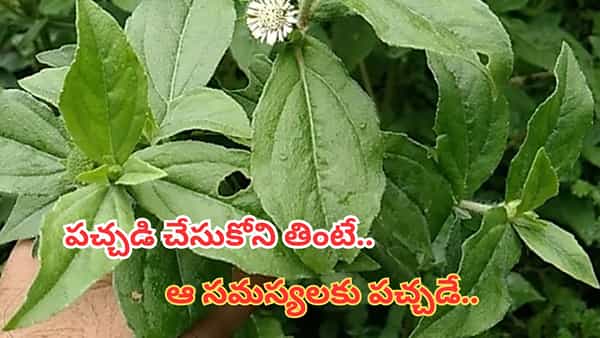 Health: పిచ్చి మొక్క అనుకుంటే నిజంగా పిచ్చోళ్లే.. ప్రకృతి ప్రసాదించిన వరం.. దీంతో పచ్చడి చేసుకోని తింటే..