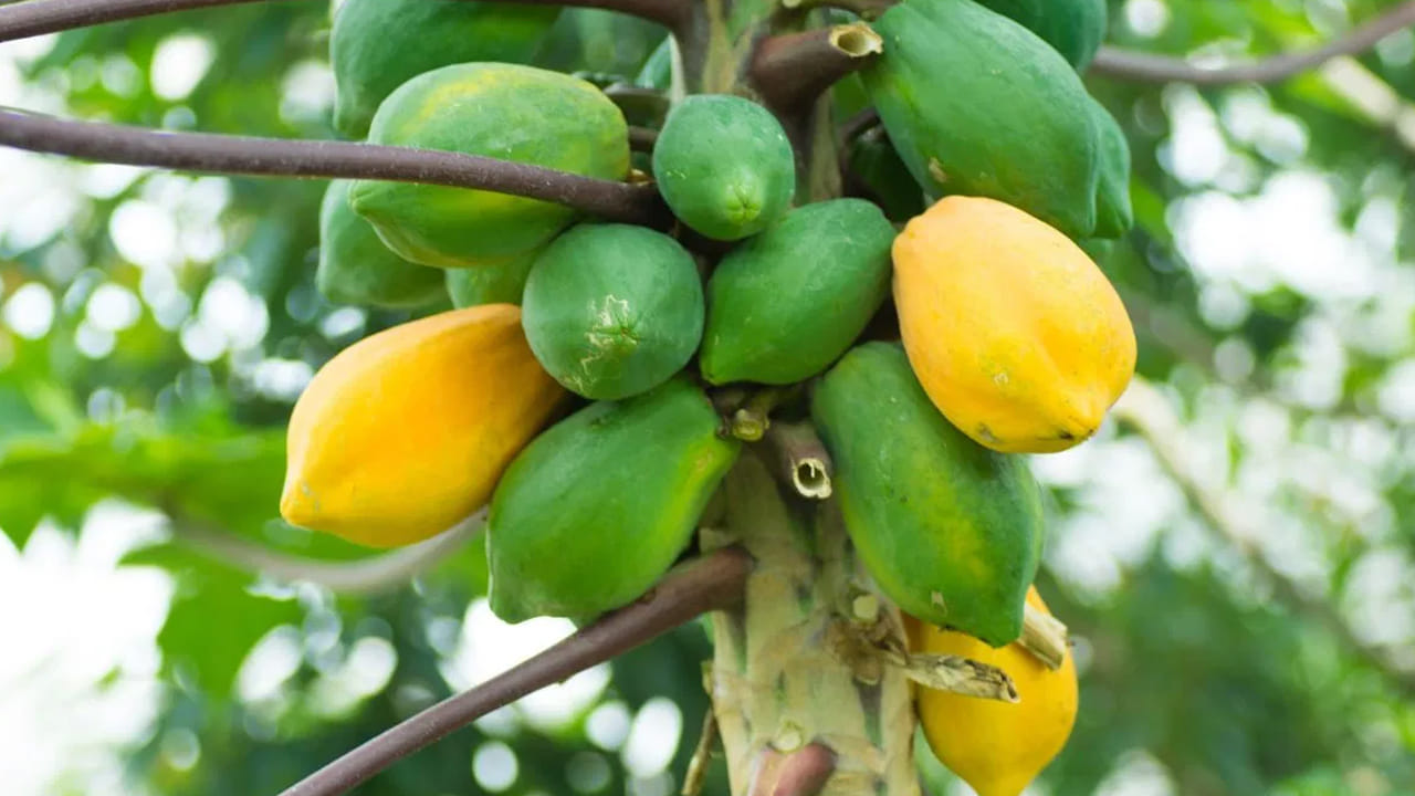 బొప్పాయిని ఎప్పుడు తినాలి?: బొప్పాయి ఆరోగ్యానికి మంచిదే అయినప్పటికీ, సరైన సమయంలో తింటేనే ఫలితం ఉంటుంది. ఉదయం నిద్రలేవగానే ఖాళీ కడుపుతో తినడం అత్యంత శ్రేయస్కరం. ఈ సమయంలో ఇందులోని ఎంజైమ్స్ జీర్ణవ్యవస్థను చురుగ్గా మారుస్తాయి. భోజనానికి 30 నిమిషాల ముందు కూడా తీసుకోవచ్చు.  రాత్రి ఆలస్యంగా బొప్పాయి తినకపోవడమే మంచిది. ఇది కొంతమందిలో గ్యాస్ లేదా కడుపులో భారంగా అనిపించేలా చేస్తుంది.
