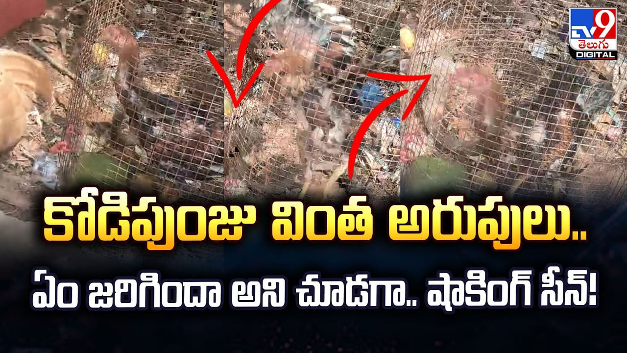 కోడిపుంజు వింత అరుపులు.. ఏం జరిగిందా అని చూడగా.. షాకింగ్‌ సీన్‌