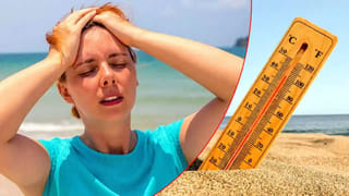 Home Gardening: కొత్తిమీర విత్తనాలు మొలకెత్తడం లేదా? ఈ చిన్న ట్రిక్ పాటిస్తే చాలు.. మీ కుండీ నిండా కొత్తిమీరే!