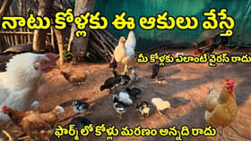 నాటు కోళ్లకు అద్భుతమైన ఆకుల వైద్యం