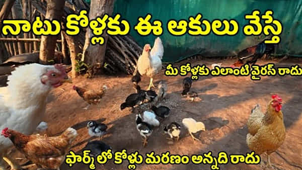 Poultry: నాటుకోళ్లకు ఈ ఆకులు వేస్తే.. అసలు రోగాల మాటే ఉండదు..