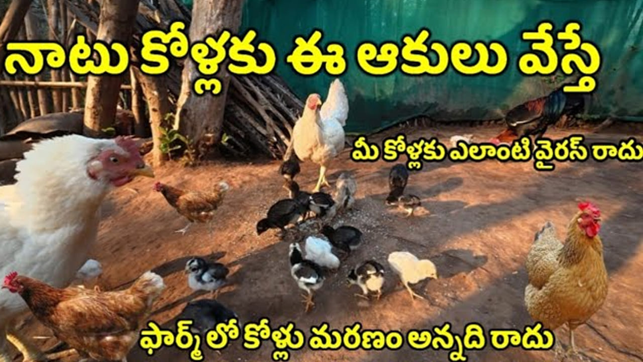 Poultry: నాటుకోళ్లకు ఈ ఆకులు వేస్తే.. అసలు రోగాల మాటే ఉండదు..