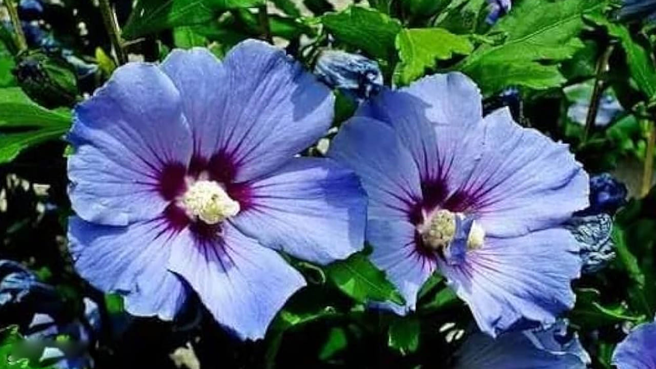 వాస్తు దిశలు: మందార మొక్కను ఎక్కడ పడితే అక్కడ ఉంచకూడదు. ఉత్తర దిశలో ఉంచడం వల్ల కెరీర్లో వృద్ధి, కొత్త అవకాశాలు లభిస్తాయి. ఇంటికి తూర్పు వైపున మందార మొక్కను పెంచడం వల్ల కుటుంబ గౌరవ మర్యాదలు పెరుగుతాయి. ఆరోగ్య సమస్యలు తగ్గుతాయి.