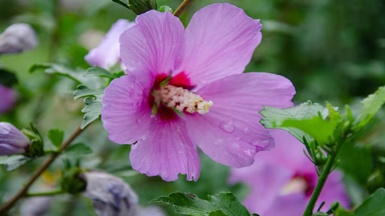 గ్రహ దోషాల నివారణ: జ్యోతిష్య శాస్త్రం ప్రకారం, జాతకంలో సూర్య గ్రహం బలహీనంగా ఉన్నవారు ఇంట్లో ఎరుపు మందార మొక్కను పెంచడం వల్ల సూర్య భగవానుడి అనుగ్రహం లభిస్తుంది. ఇది వ్యక్తిగత ఆత్మవిశ్వాసాన్ని, నాయకత్వ లక్షణాలను మెరుగుపరుస్తుంది.