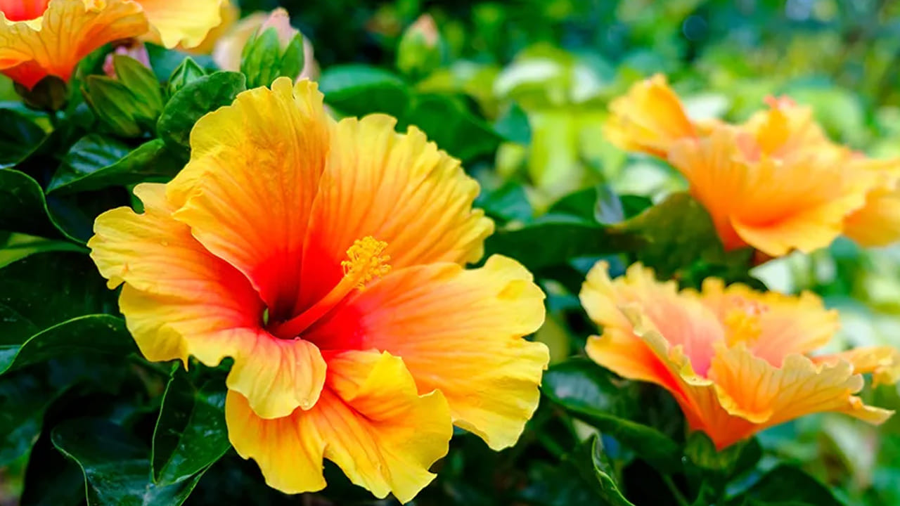 జాగ్రత్తలు: మొక్కకు క్రమం తప్పకుండా నీరు పోస్తూ ఆరోగ్యంగా ఉంచాలి. ఎండిపోయిన పువ్వులను లేదా ఆకులను వెంటనే తొలగించాలి. వాస్తు ప్రకారం, ఎండిపోయిన మొక్కలు ఇంట్లో ఉండటం అశుభంగా పరిగణించబడుతుంది. బాల్కనీలో లేదా పెరట్లో సూర్యరశ్మి బాగా తగిలే చోట ఈ మొక్కను ఉంచడం ఉత్తమం.