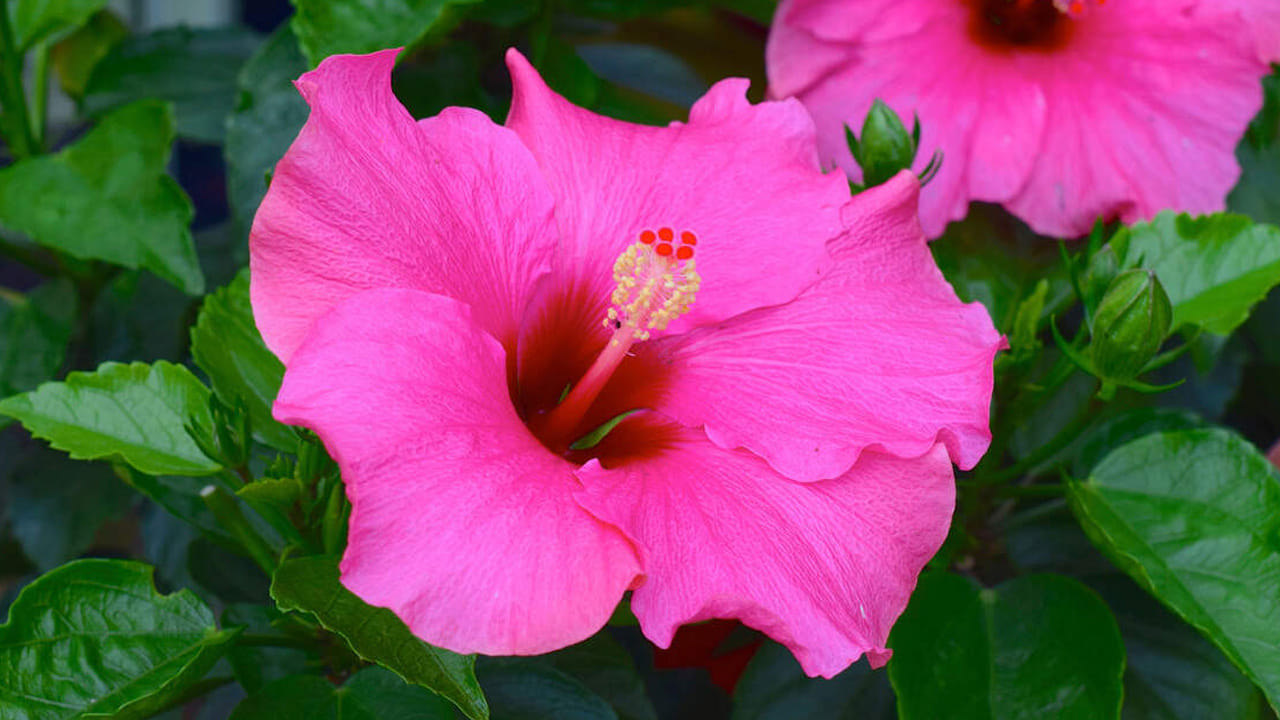 ముఖ్యంగా ఎరుపు రంగు మందార పువ్వులు గణపతికి, లక్ష్మీదేవికి అత్యంత ప్రీతికరమైనవి. ఇంట్లో మందార మొక్క ఉండటం వల్ల ఆర్థిక ఇబ్బందులు తొలగిపోయి, సంపద పెరుగుతుందని నమ్మకం. వాస్తు ప్రకారం ఈ మొక్కను ఇంటికి ఉత్తర లేదా తూర్పు దిశలో ఉంచడం శ్రేయస్కరం. ఇది జాతకంలోని సూర్య దోషాలను తొలగించడమే కాకుండా, కుటుంబ సభ్యుల మధ్య సఖ్యతను పెంచుతుంది.