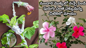 మందార మొక్కలో వచ్చే పిండి పురుగు సమస్యకు ఇలా చెక్ పెట్టండి..
