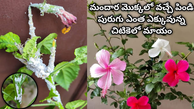 మందార మొక్కలో వచ్చే పిండి పురుగు సమస్యకు ఇలా చెక్ పెట్టండి..