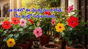 మందార మొక్కతో సిరుల పంట! వాస్తు ప్రకారం ఈ దిశలో పెడితే అదృష్టమే