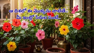 దూదిలాంటి మెత్తని చపాతీలు కావాలా? ఈ 4 చిట్కాలు పాటిస్తే మీ ఇంట్లో వారు మెచ్చుకోవాల్సిందే!