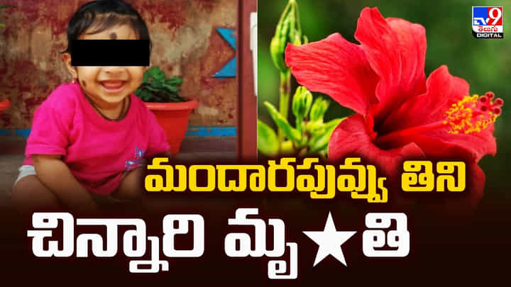 మందారపువ్వు తిని చిన్నారి మృతి.. చిన్నారి ఉక్కిరిబిక్కిరి మరణం మందారపువ్వు తిని చిన్నారి మృతి.. చిన్నారి ఉక్కిరిబిక్కిరి మరణం