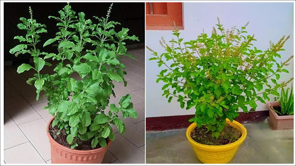 Holy Basil