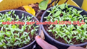 ఈ ఆకు కూరలతో అద్భుతాలు జరుగుతాయ్.. ఇంట్లోనే సింపుల్‌గా పెంచుకోండి