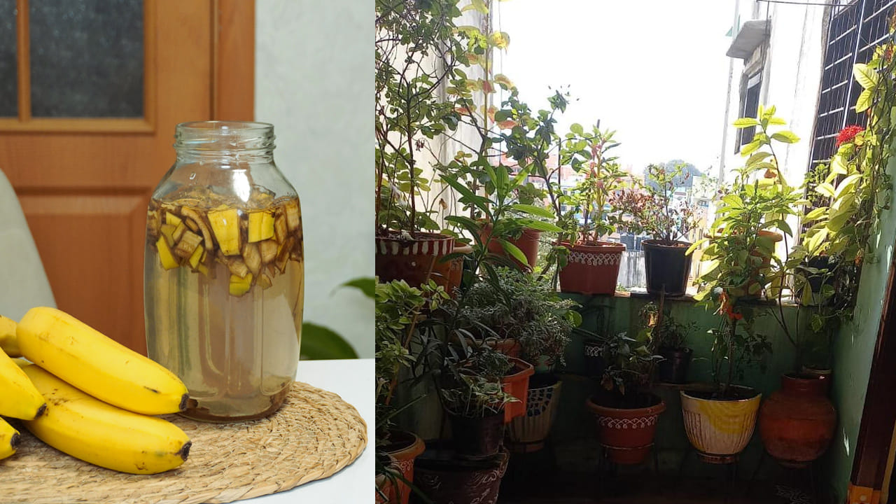 అరటిపండు తొక్కల ఎరువు (Banana Peel Fertilizer): ఇందుకోసం మూడు లేదా నాలుగు అరటి తొక్కలను ఒక లీటరు నీటిలో వేసి రెండు రోజులు నాననివ్వాలి. ఆ తర్వాత ఆ నీటిని వడకట్టి, మరో లీటరు నీటిని కలిపి మొక్కలకు పోయాలి. ఇందులో ఉండే పొటాషియం మొక్కలు మొగ్గలు వేయడానికి, పూలు పెద్దవిగా పూయడానికి సహాయపడుతుంది.