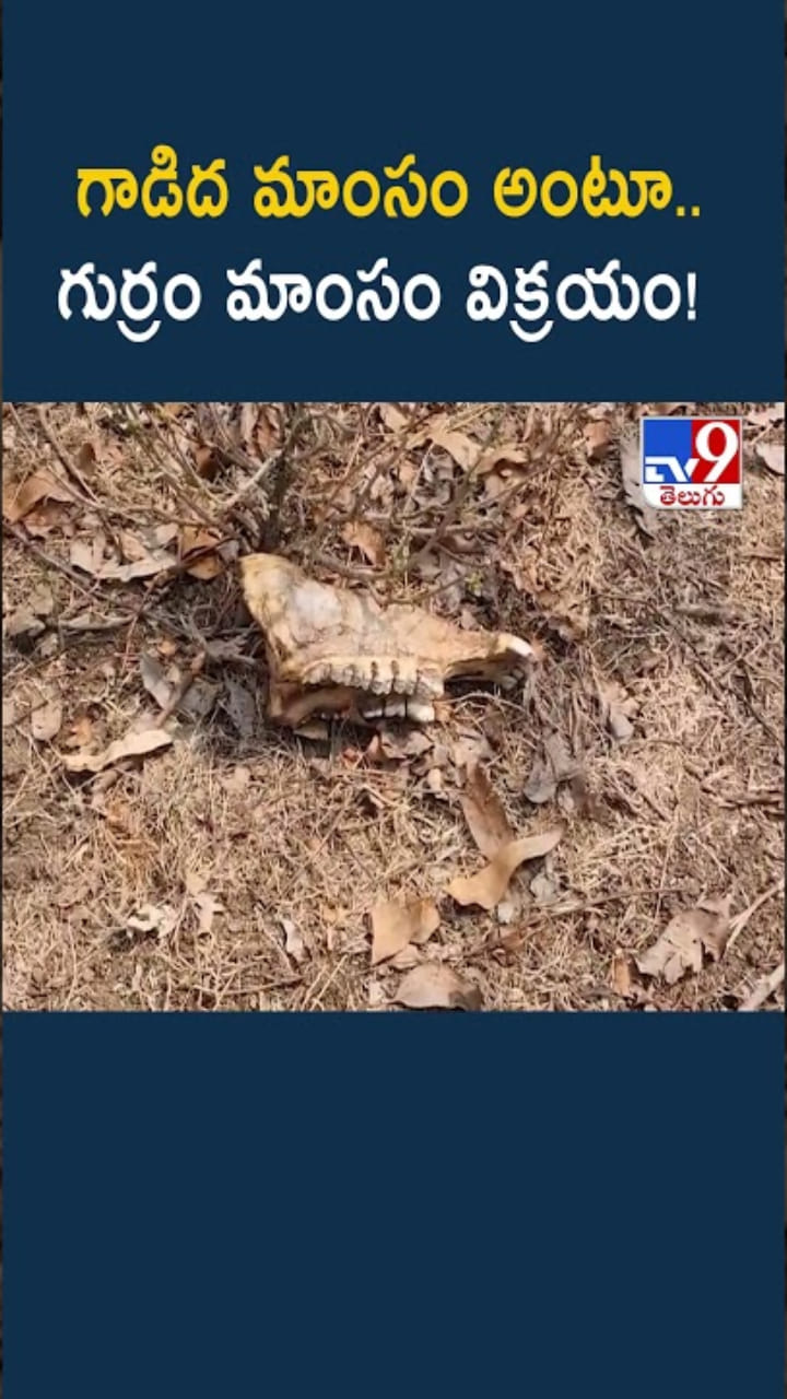 గాడిద మాంసం పేరుతో గుర్రం మాంసం విక్రయం