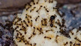 చీమకు ఎన్ని పళ్లు ఉంటాయో తెలుసా..? 99శాతం మందికి ఈ విషయం తెలియదు