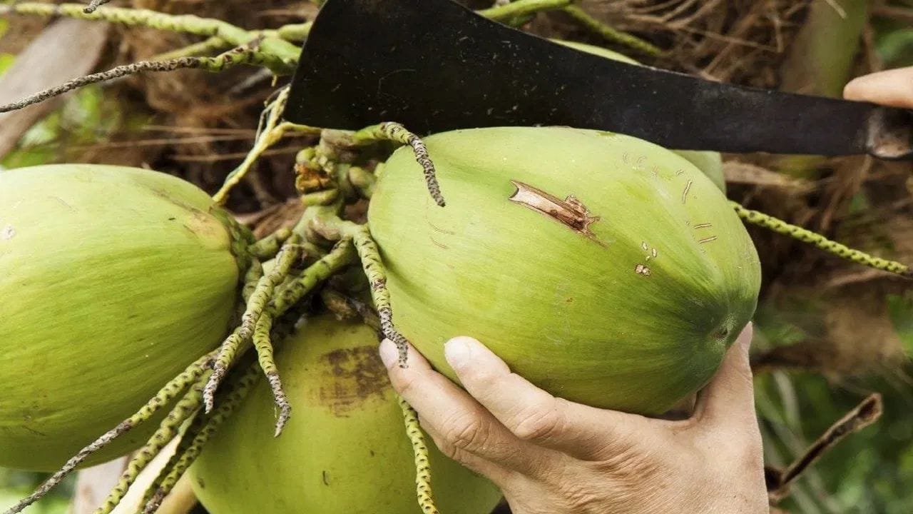 How To Choose Fresh Coconut (5)