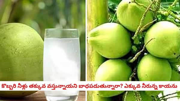 Coconut Buying Guide: కొనే ముందు కొబ్బరిలో నీళ్ళు ఉన్నాయో లేదో చూసుకోవడానికి 6 మార్గాలు