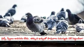 ఖరీదైన గ్రిల్స్, స్ప్రేలు అవసరం లేదు.. తక్కువ ఖర్చుతో పావురాల సమస