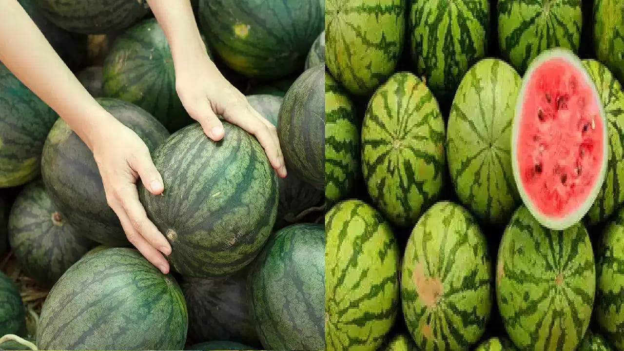 పండు ఎంపికలో జాగ్రత్తలు:  బయట దొరికే కట్ చేసిన పుచ్చకాయ ముక్కలను కొనకపోవడం మంచిది. అలాగే పండుపై రంగు కోసం ఇంజెక్షన్లు ఇచ్చే ముప్పు ఉన్నందున, నమ్మకమైన చోట కొనాలి. పండు కోసిన తర్వాత నీరు కారుతున్నా లేదా వాసన వస్తున్నా దానిని తినకూడదు. వేసవిలో పుచ్చకాయ శరీరానికి అద్భుతమైన చలవను ఇస్తుంది. కానీ ఈ జాగ్రత్తలు పాటిస్తేనే మనం దాని పూర్తి ప్రయోజనాలను పొందగలం. 
