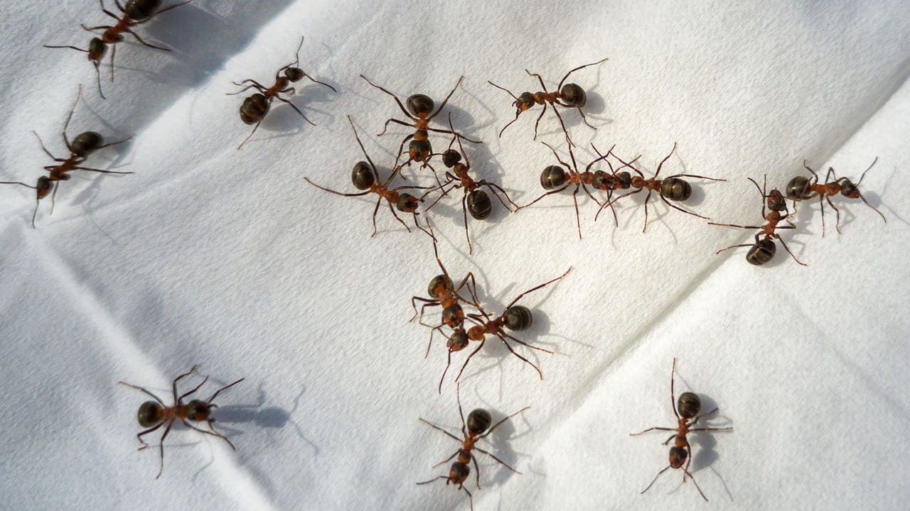 వీటితో పాటు ఇంటి పరిశుభ్రత కూడా అంతే ముఖ్యం. ఆహార పదార్థాల కణాలు నేలపై పడకుండా చూసుకోండి. ముఖ్యంగా చక్కెర, తేనె వంటి వస్తువుల డబ్బాలను ఎప్పటికప్పుడు తుడుస్తూ ఉండాలి. తడి ఉన్న చోట చీమలు త్వరగా చేరుతాయి. కాబట్టి వంటగది ప్లాట్‌ఫారమ్ ఎప్పుడూ పొడిగా ఉండేలా చూసుకోండి. చెత్త బుట్టలను రోజూ ఖాళీ చేయడం వల్ల చీమలతో పాటు ఇతర పురుగులు రాకుండా ఉంటాయి. ఈ చిట్కాలు పాటించడం వల్ల ఎటువంటి సైడ్ ఎఫెక్ట్స్ లేకుండా మీ ఇంటిని చీమల రహితంగా మార్చుకోవచ్చు. 