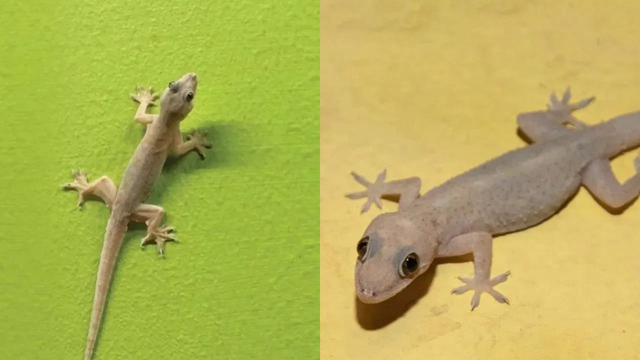 ఇంట్లో బల్లులు ఎక్కువగా ఉన్నాయా.. వంటింట్లోని వస్తువులతో ఇలా చేస్తే దెబ్బకు పరార్..