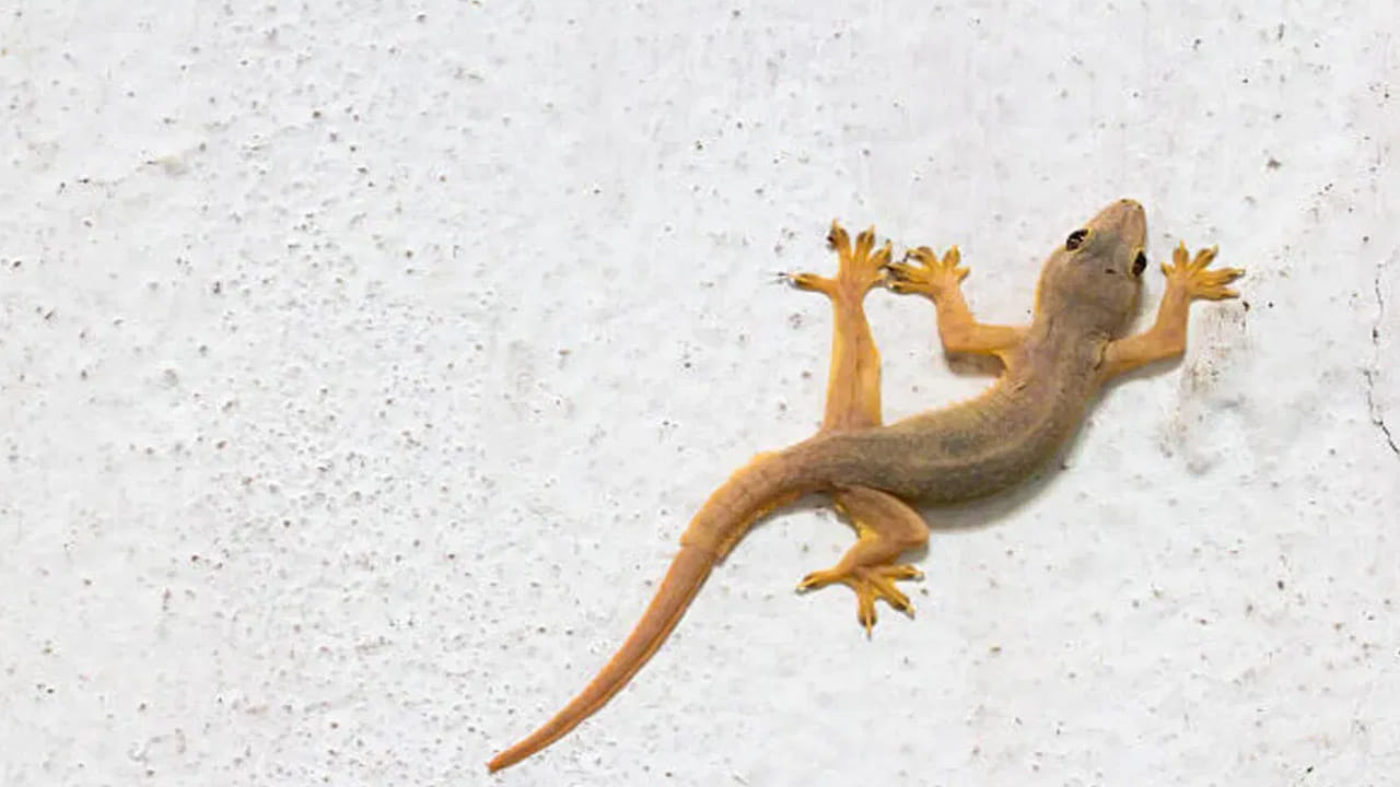 ఈ మొక్క మీ ఇంట్లో ఉంటే బల్లులకు చుక్కలే.. ఇలా చేస్తే ఒక్కటి కూడా కనిపించదు..