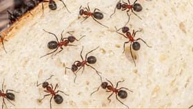 చీమలపై దండయాత్ర.. చంపకుండానే వాటిని తరిమికొట్టే సూపర్ చిట్కాలు..