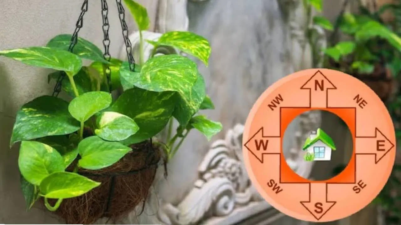 How To Grow Money Plant For Wealth